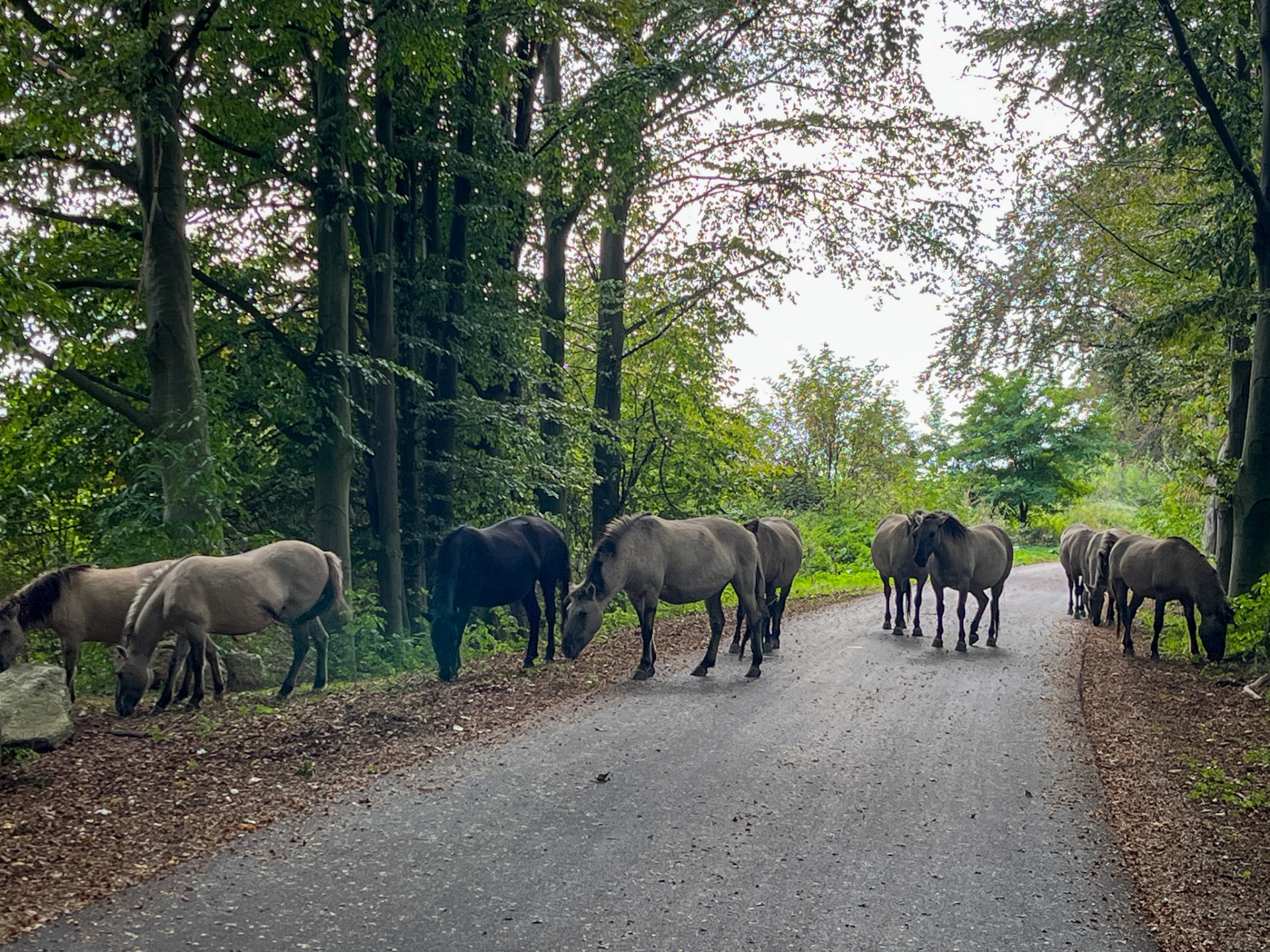 Konikpaarden in Lanaken